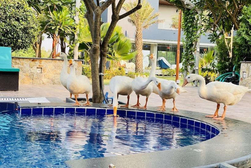 Krishna Riverside Resort Vasad Eksteriør billede